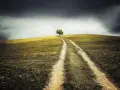 Chemin solitaire vers un arbre isolé sous un ciel orageux. Ce paysage évoque la perte d'un projet, comme un terrain devenu non constructible, et l'attente d'une indemnisation.
