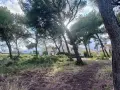Sentier boisé menant à des maisons, un aperçu de l'urbanisme à Martigues.